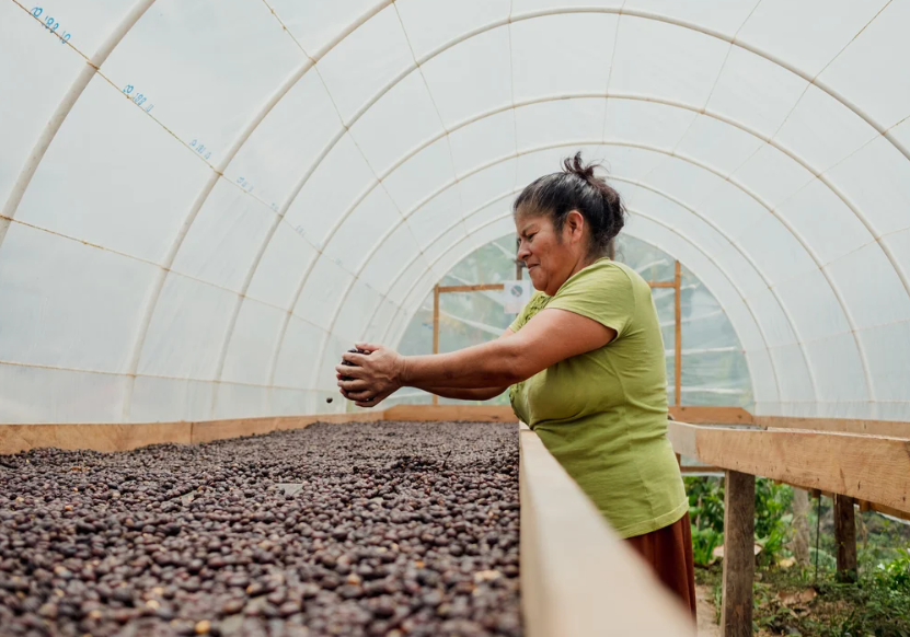 Central & South Americas