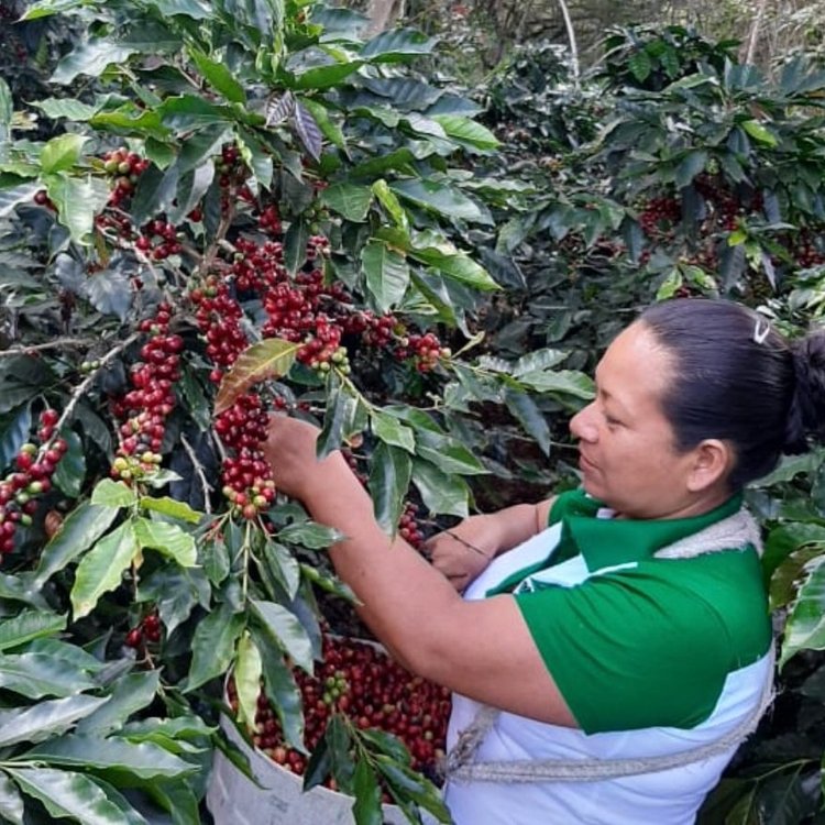 Peru - Fair Trade, Organic